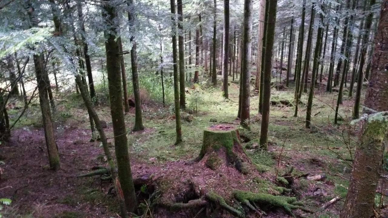 Oeko-Landhotel Basler Hof ラウターバッハ エクステリア 写真